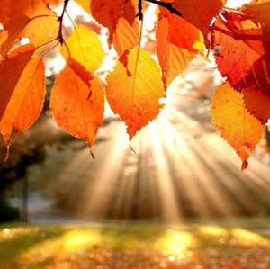 Meet your Posher, Albert